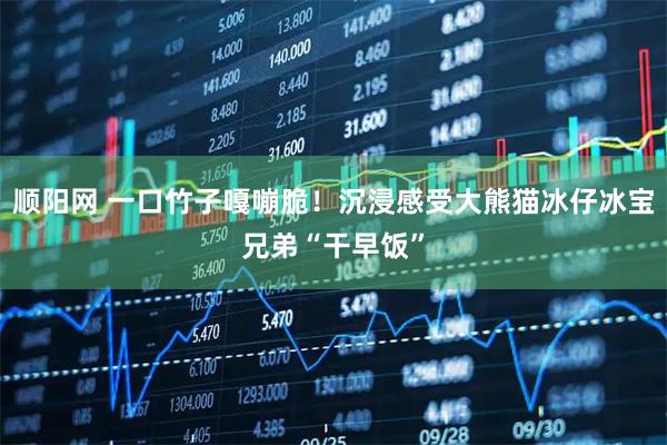 顺阳网 一口竹子嘎嘣脆！沉浸感受大熊猫冰仔冰宝兄弟“干早饭”